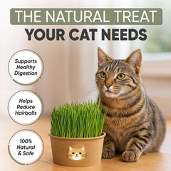 Coconut coir soil discs for AVERGO Cat Grass Kit