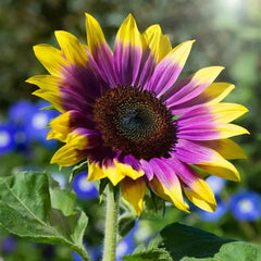 Collection of purple and blue sunflower varieties
