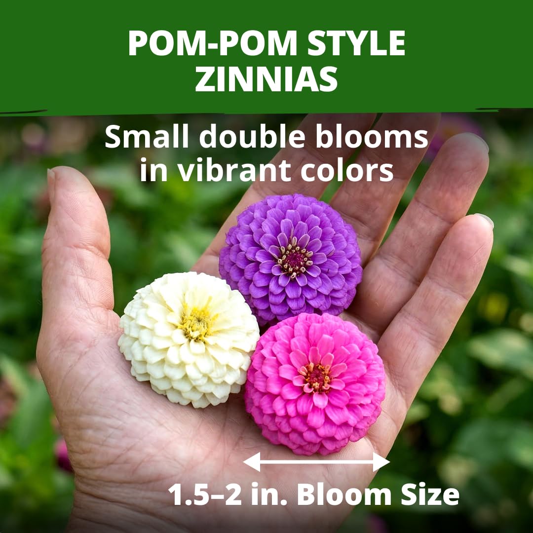 Colorful blooms of Lilliput Dwarf Zinnia in garden