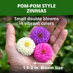 Colorful blooms of Lilliput Dwarf Zinnia in garden