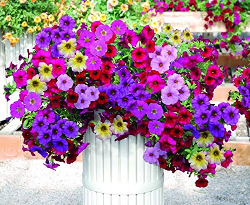 Colorful flowers blooming from Apexmode seeds