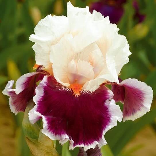 Colorful iris flowers blooming in a garden