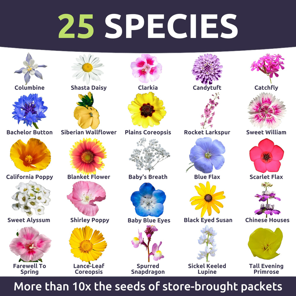 Colorful wildflowers blooming from SWEET YARDS mix