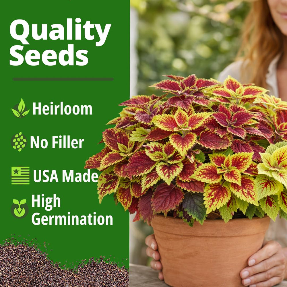 Colourful arrangement of Rainbow Coleus leaves in a pot