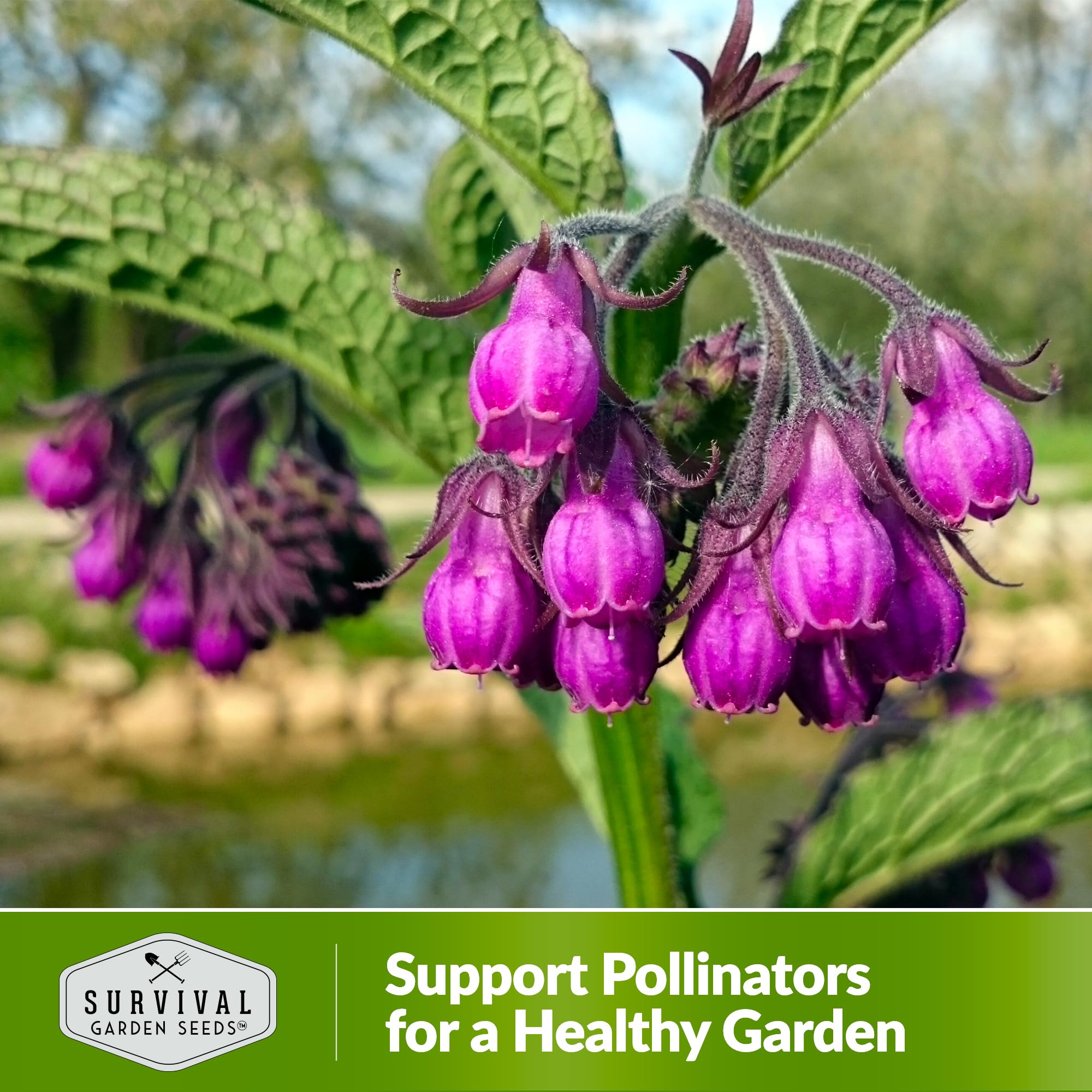Comfrey plant attracting bumblebees