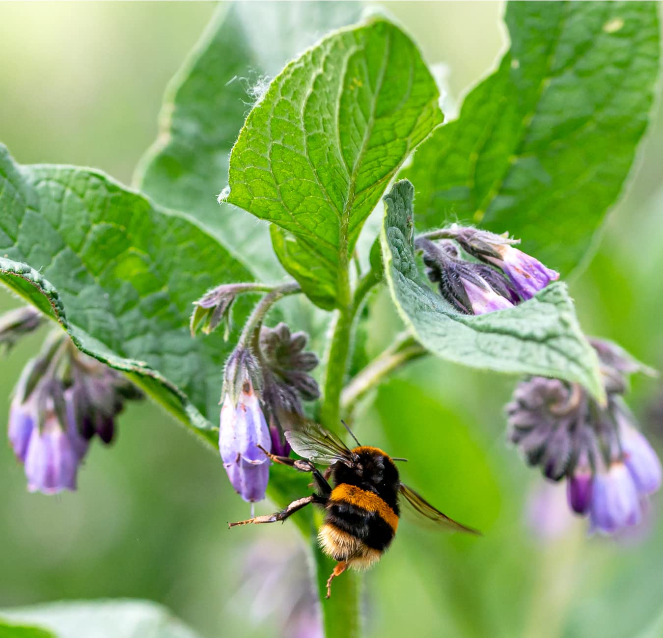 Comfrey plant showing deep roots