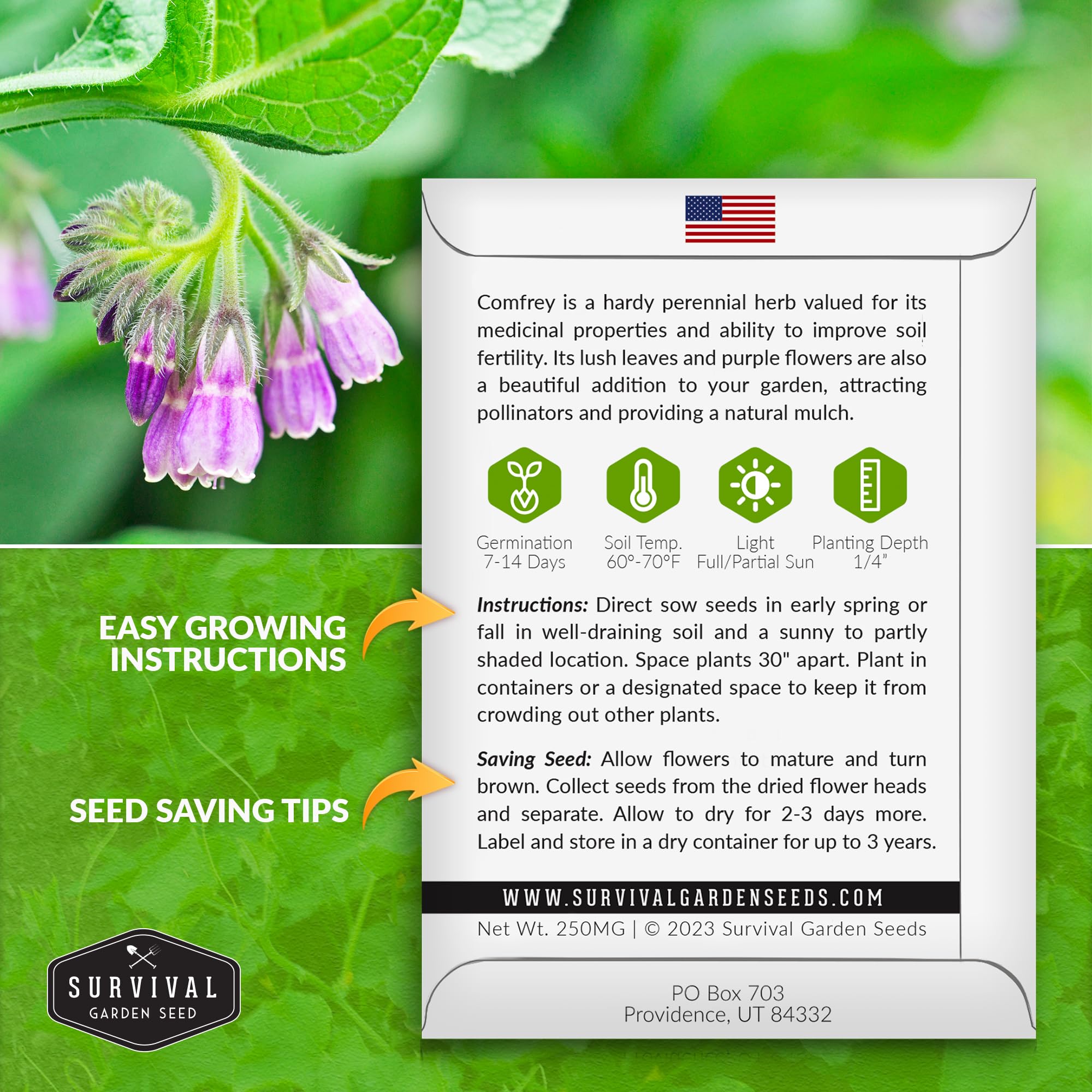 Comfrey plant with purple flowers in a garden