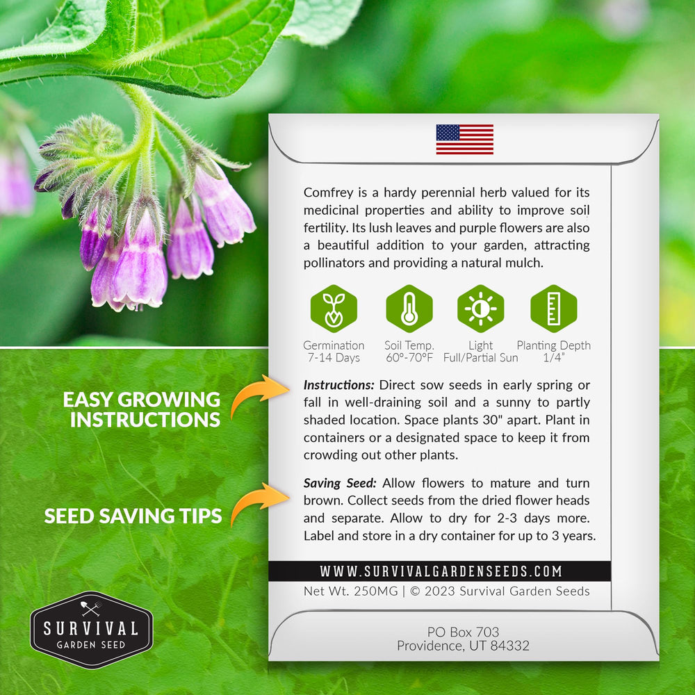 Comfrey plant with purple flowers in a garden