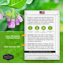 Comfrey plant with purple flowers in a garden