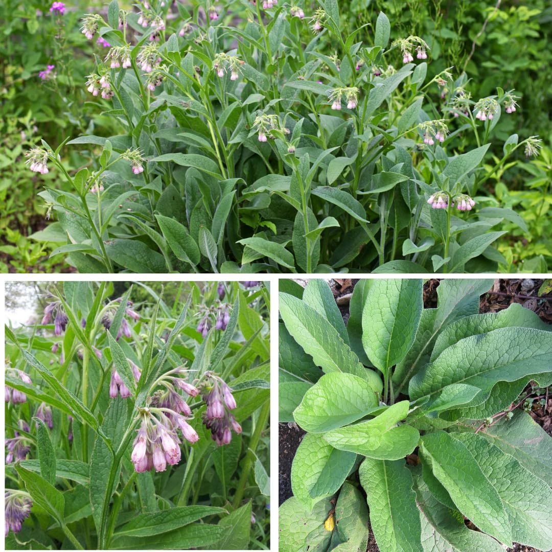 Comfrey plant with purple flowers in garden setting
