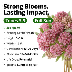 Common milkweed plants in a garden setting