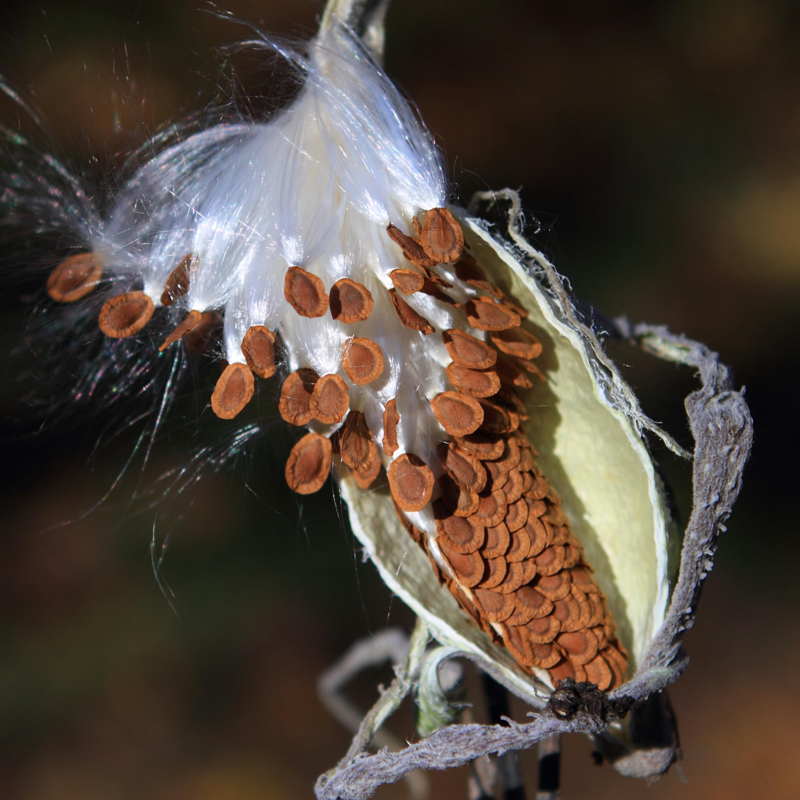 Common Milkweed Seeds packet from Seed Needs