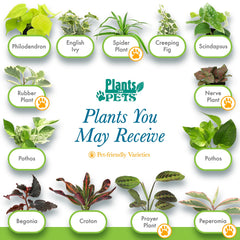 Compact arrangement of live houseplants on a shelf