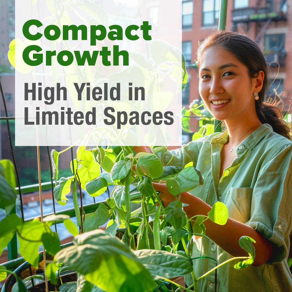Compact growth of Contender Bush Beans in garden