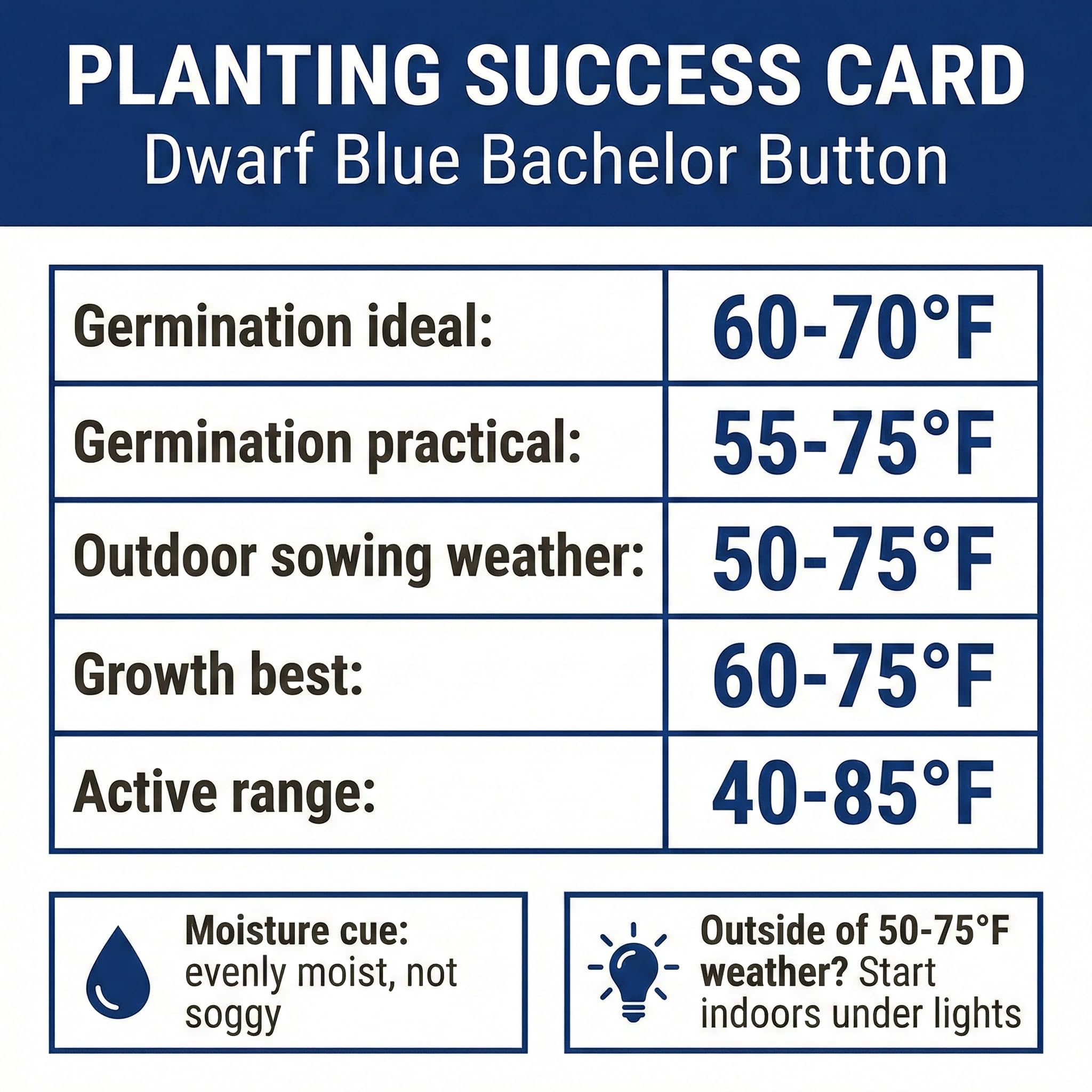 Compact growth of Dwarf Blue Bachelor Button flowers