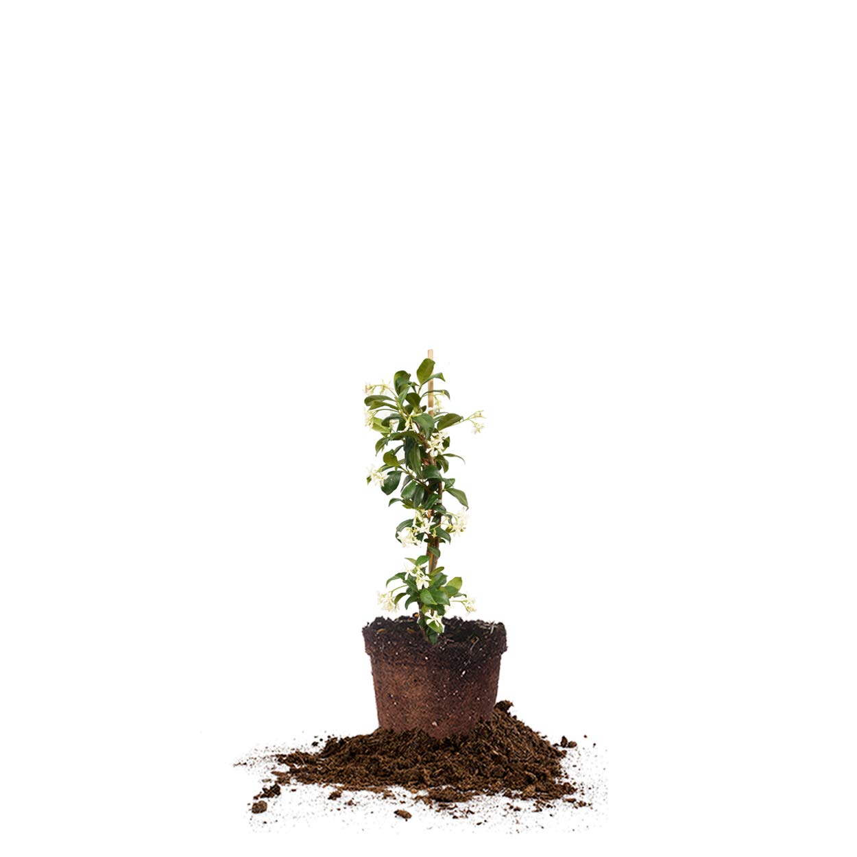 Confederate Jasmine live plant in 1 gallon pot, showing foliage and flowers