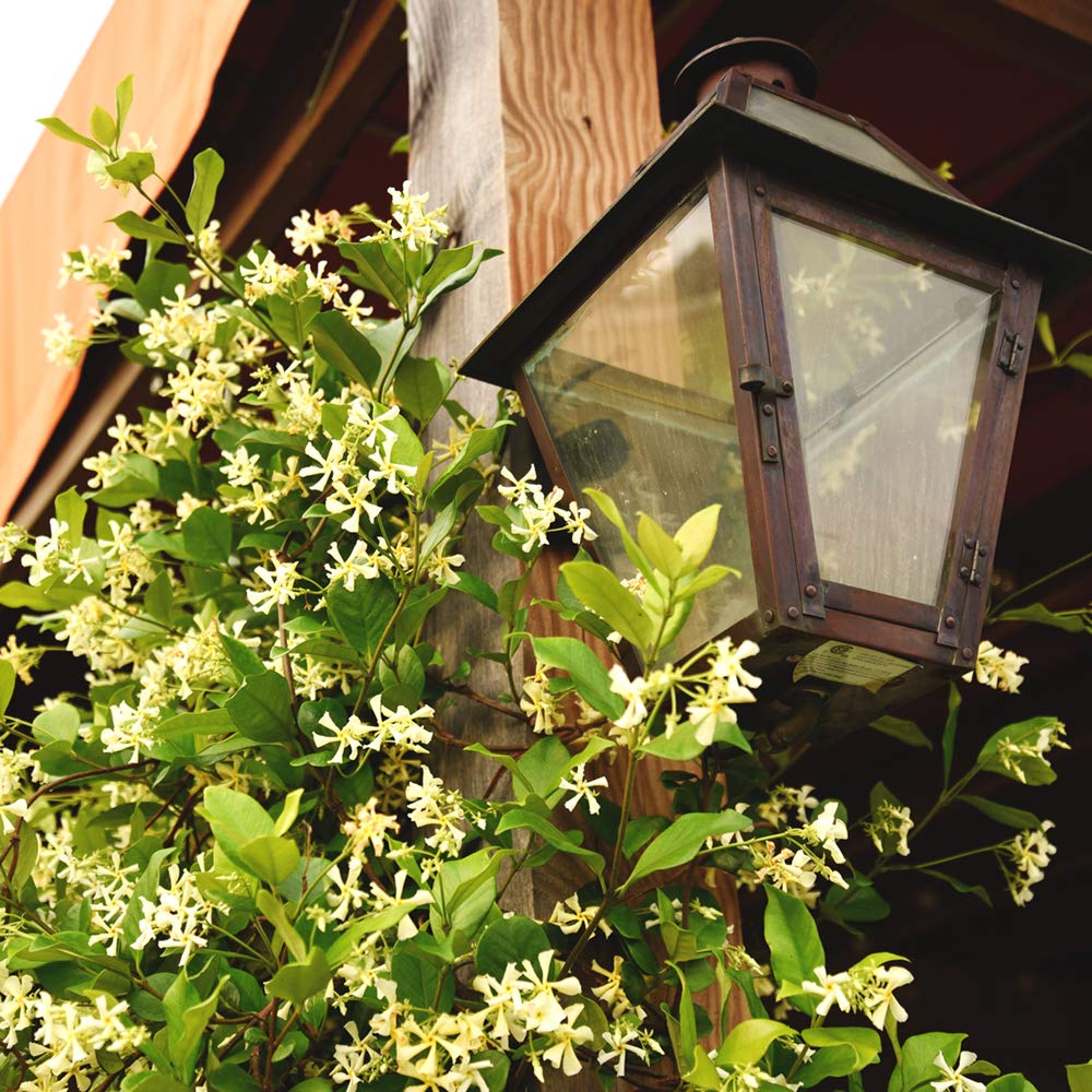 Confederate Jasmine plant in garden with sunlight