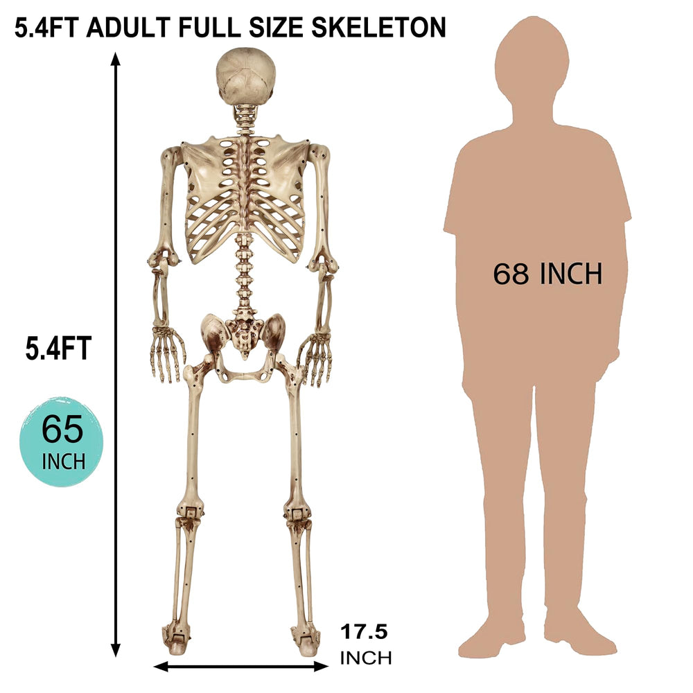 CONNICS skeleton side view showcasing movable joints