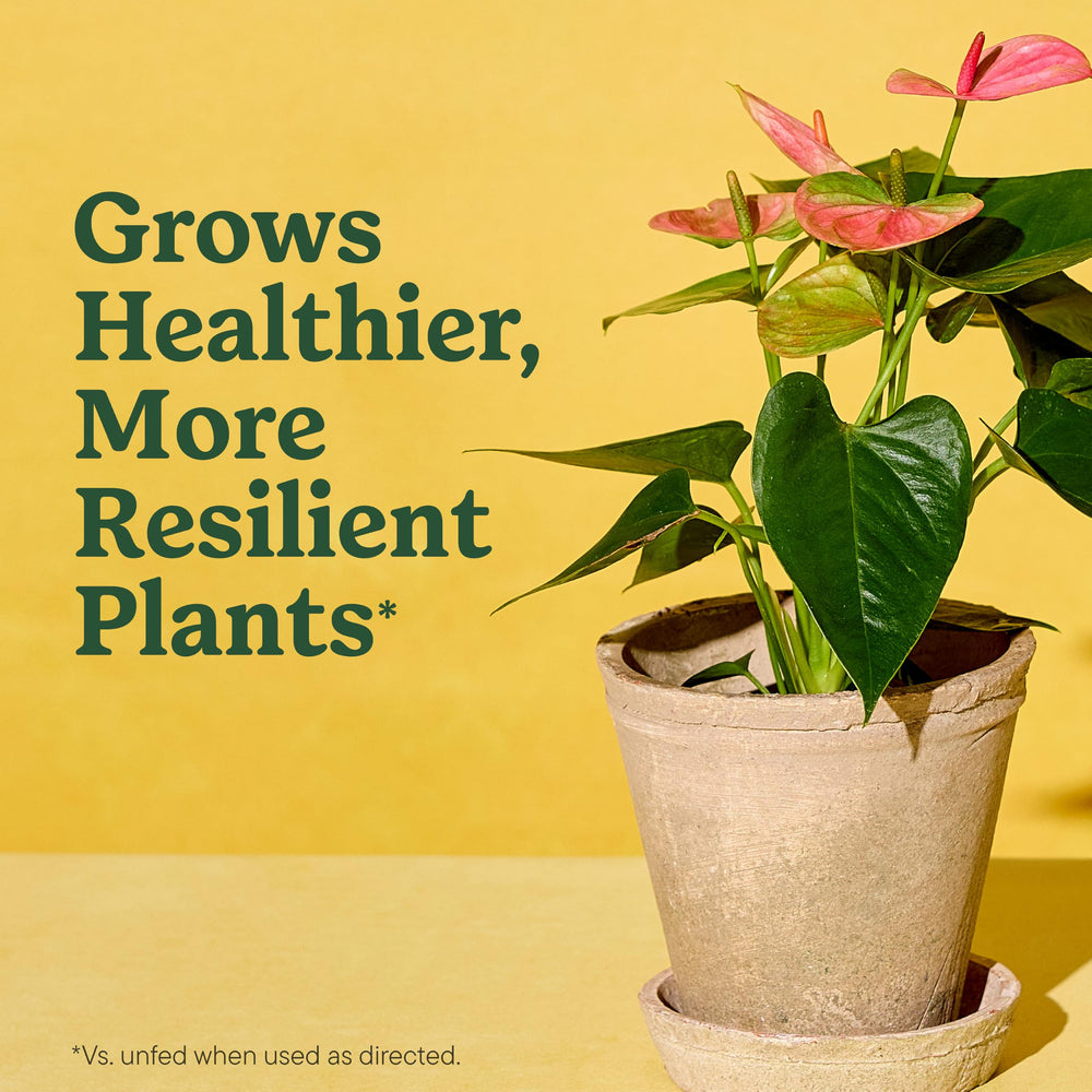 Container filled with Miracle-Gro Indoor Potting Mix and plant