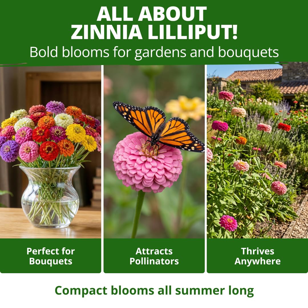 Container garden featuring Lilliput Dwarf Zinnias
