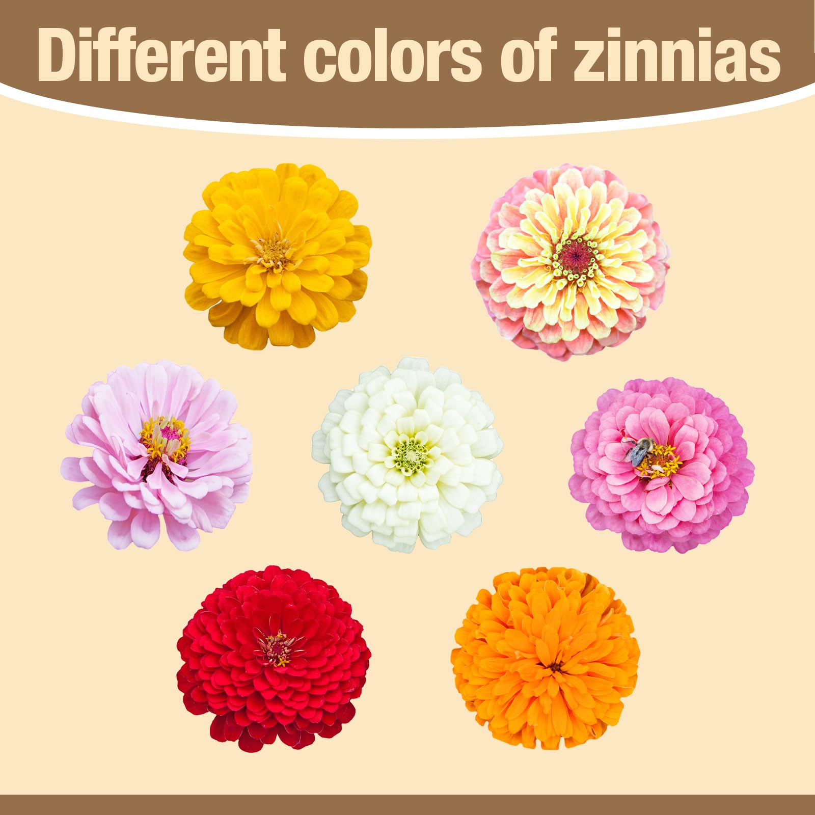 Container garden featuring zinnia flowers in various colours
