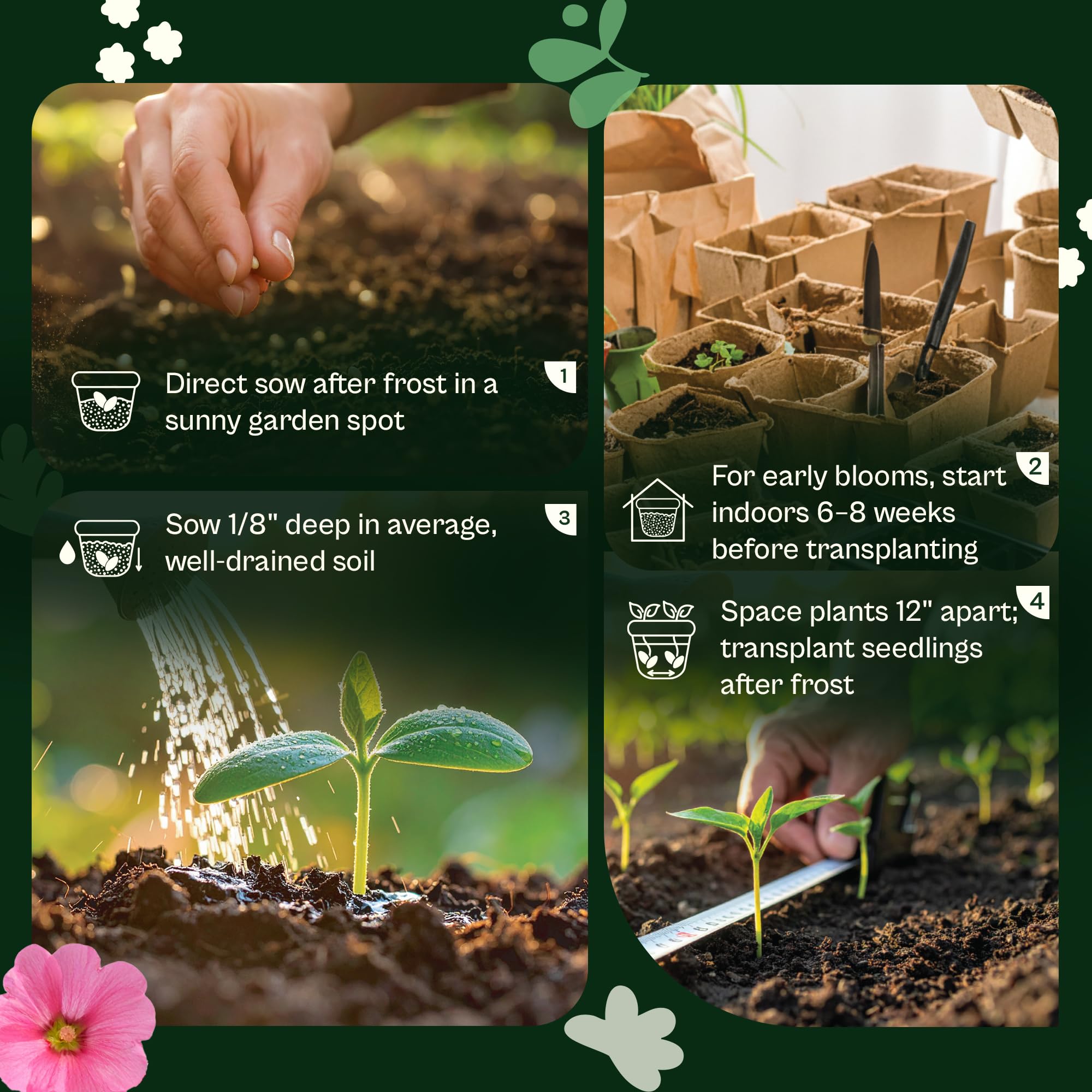 Container garden with blooming SVI Moss Rose plants