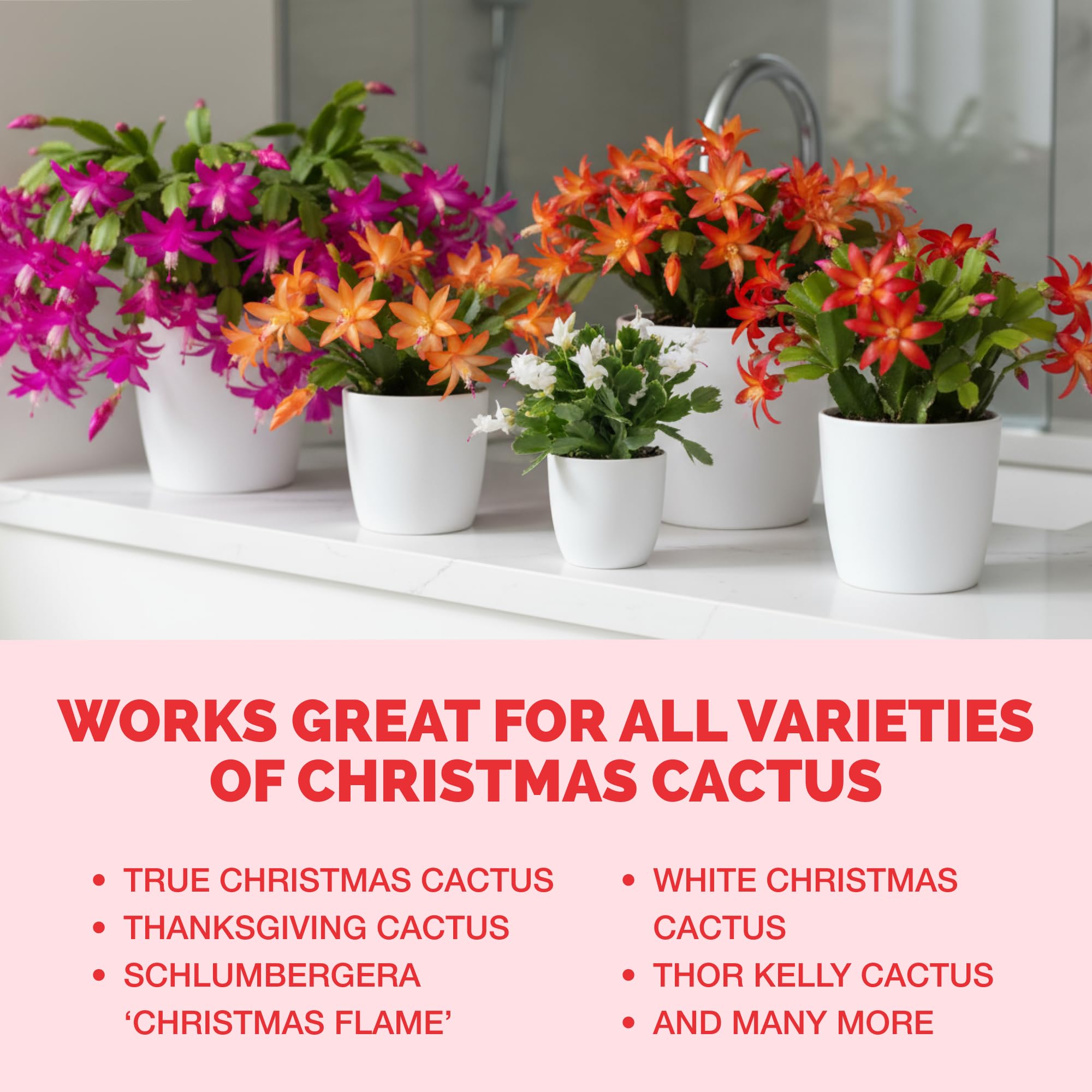 Container of TPS NUTRIENTS Christmas Cactus Fertilizer on a windowsill