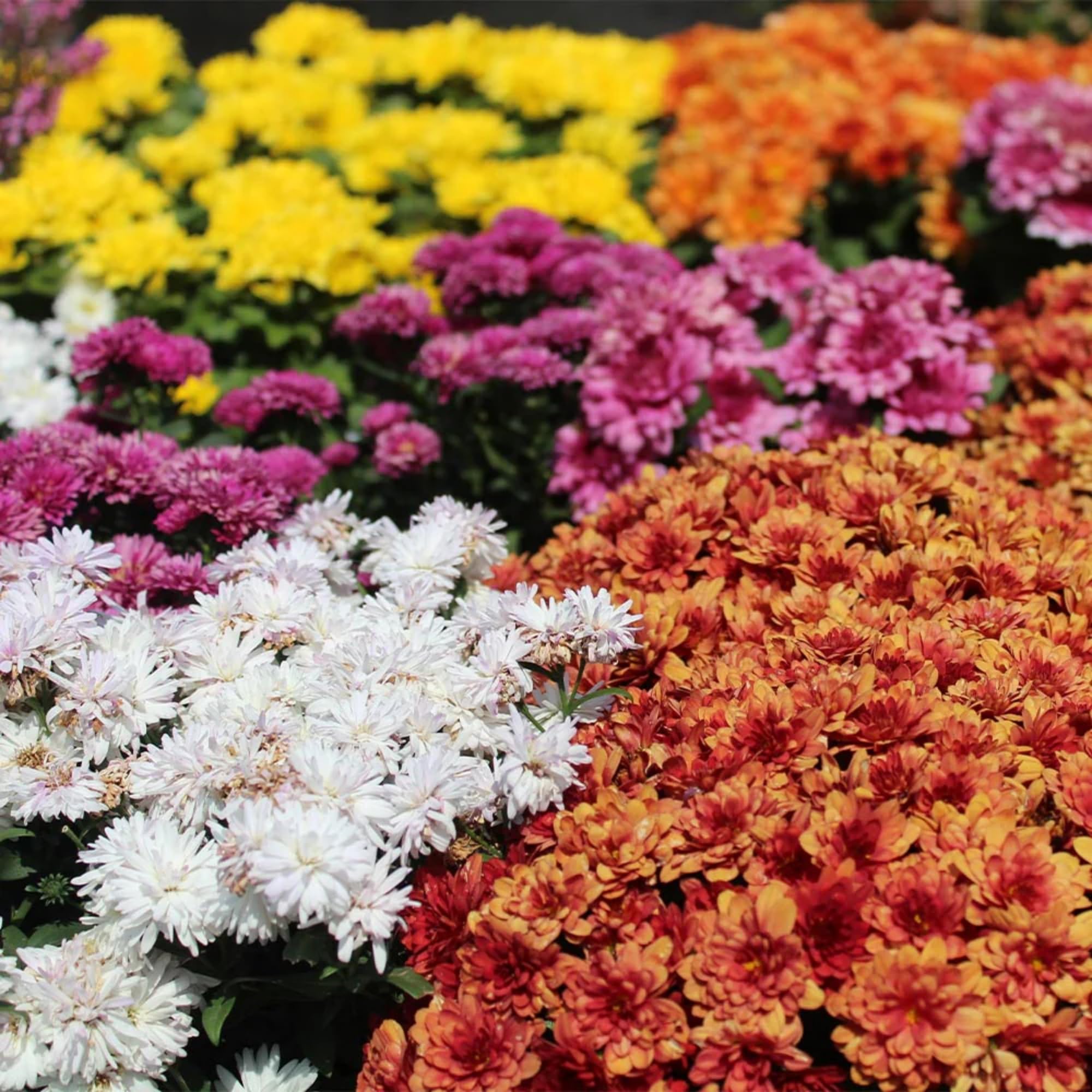 Container planting chrysanthemum seeds with seed starting mix
