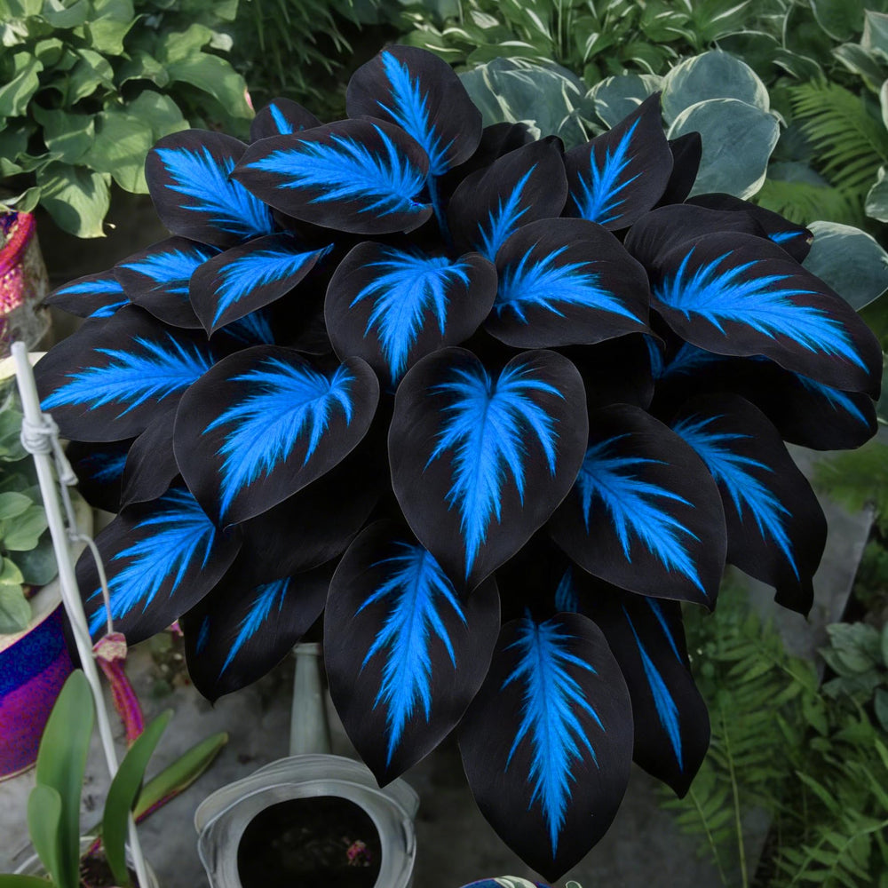 Container planting of Hosta flowers on a patio