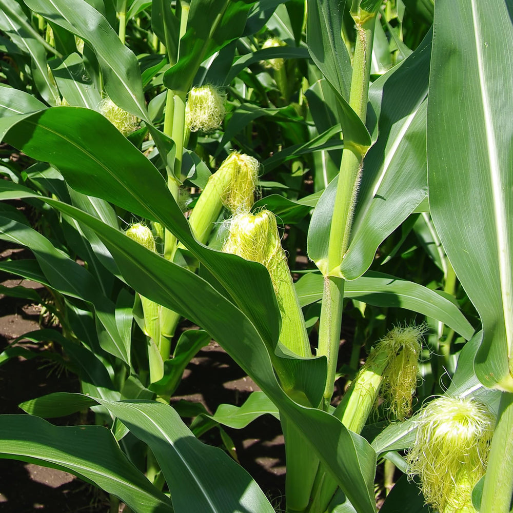 Corn stalks growing in a sunny garden