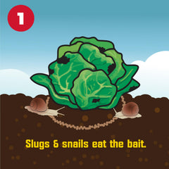 Corry's Slug and Snail Killer Bait packaging close-up