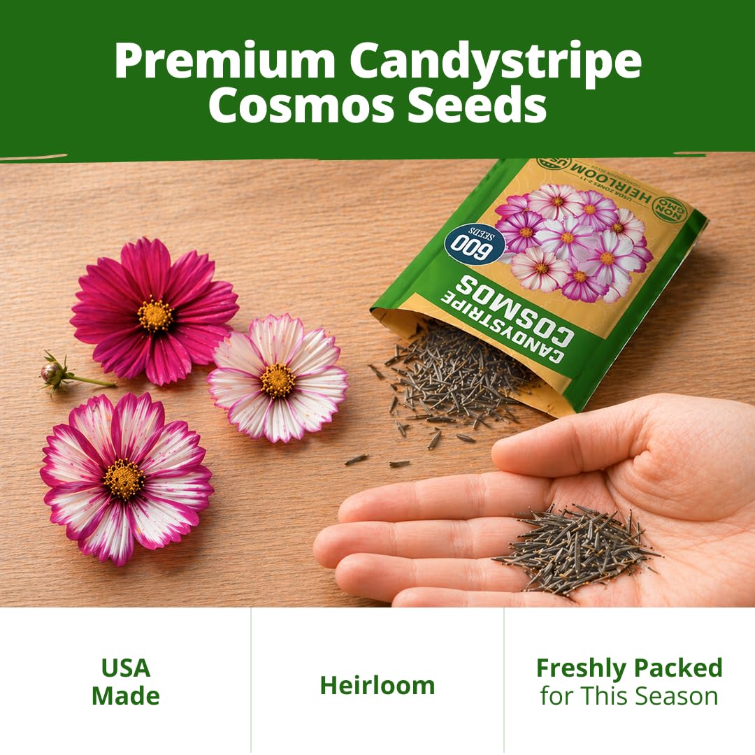 Cosmos Candystripe flowers attracting pollinators