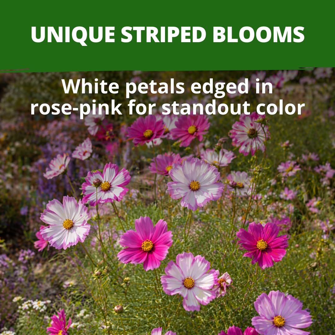 Cosmos Candystripe seeds in natural setting
