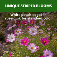 Cosmos Candystripe seeds in natural setting