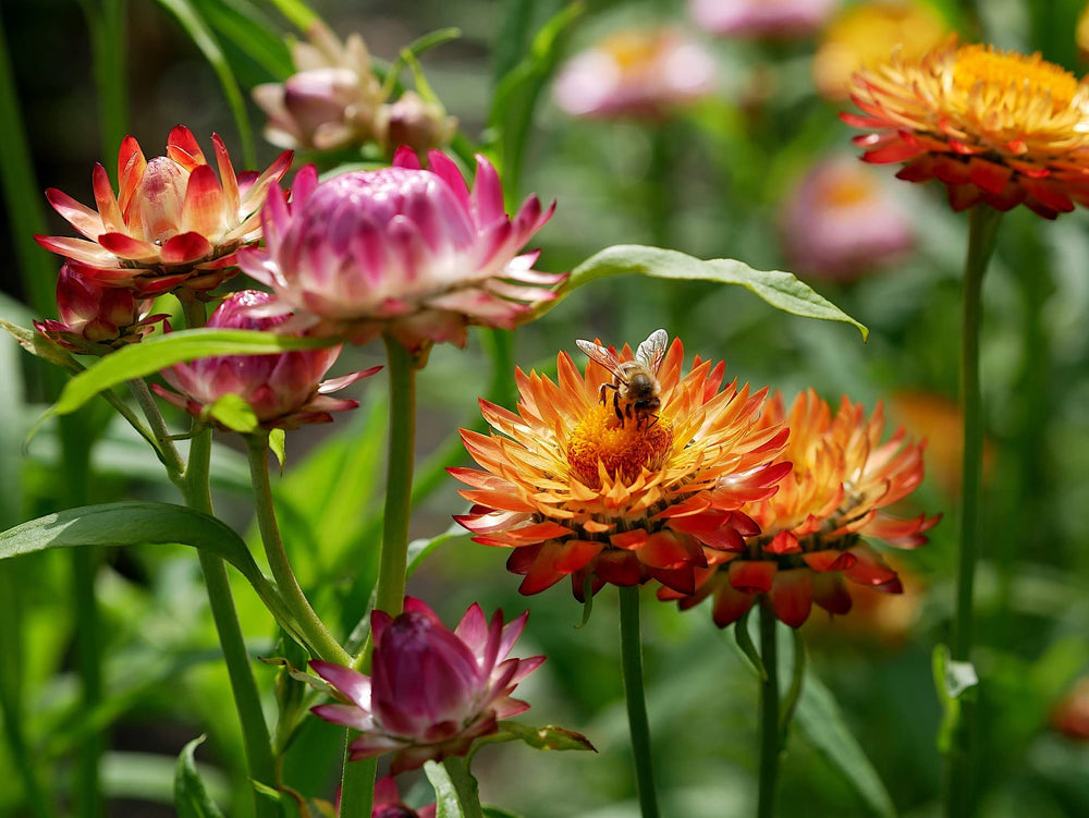 Cosmos flower seed packet from Black Duck Brand