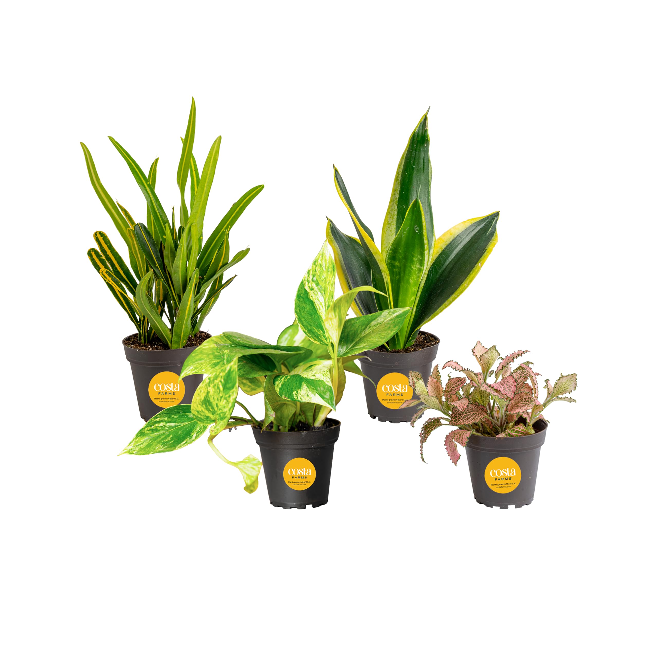 Costa Farms 4-Pack of Assorted Indoor Houseplants in nursery pots