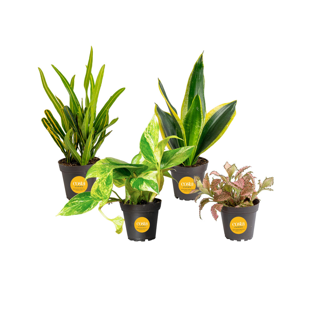 Costa Farms 4-Pack of Assorted Indoor Houseplants in nursery pots