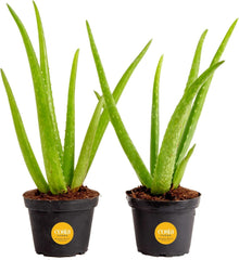 Costa Farms Aloe Vera plant in grower's pot, front view