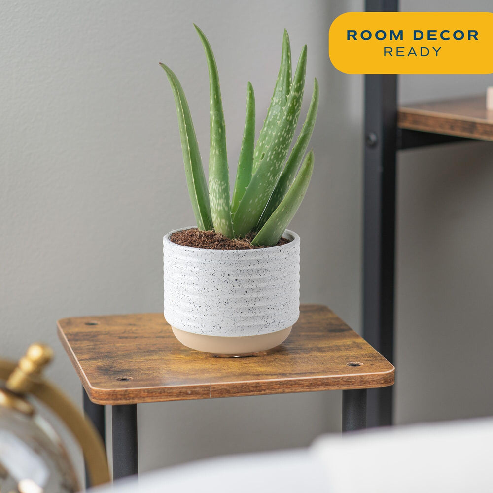 Costa Farms Aloe Vera plant set of two, side view