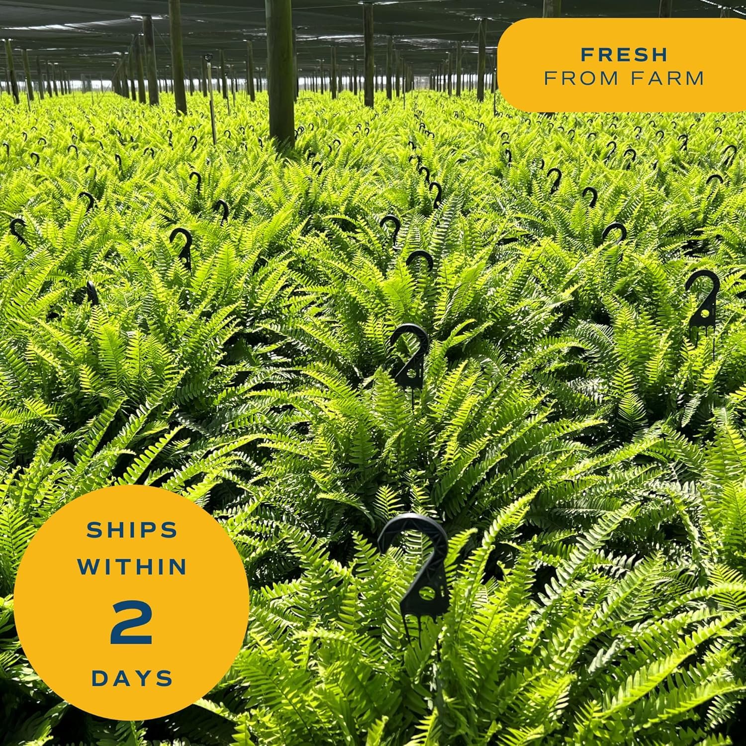 Costa Farms Boston Fern 10-inch grower pot