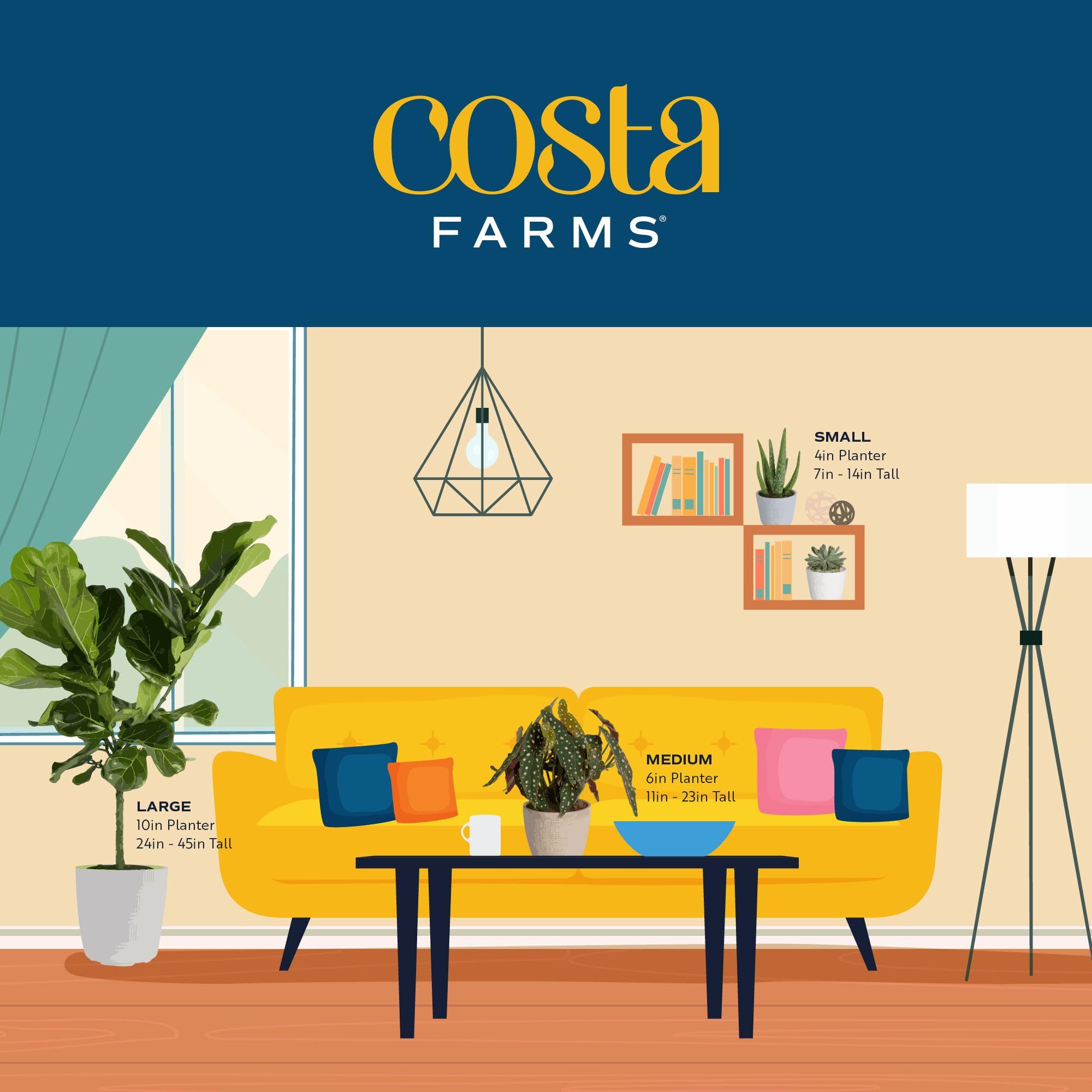 Costa Farms Boston Fern 2-pack packaging view