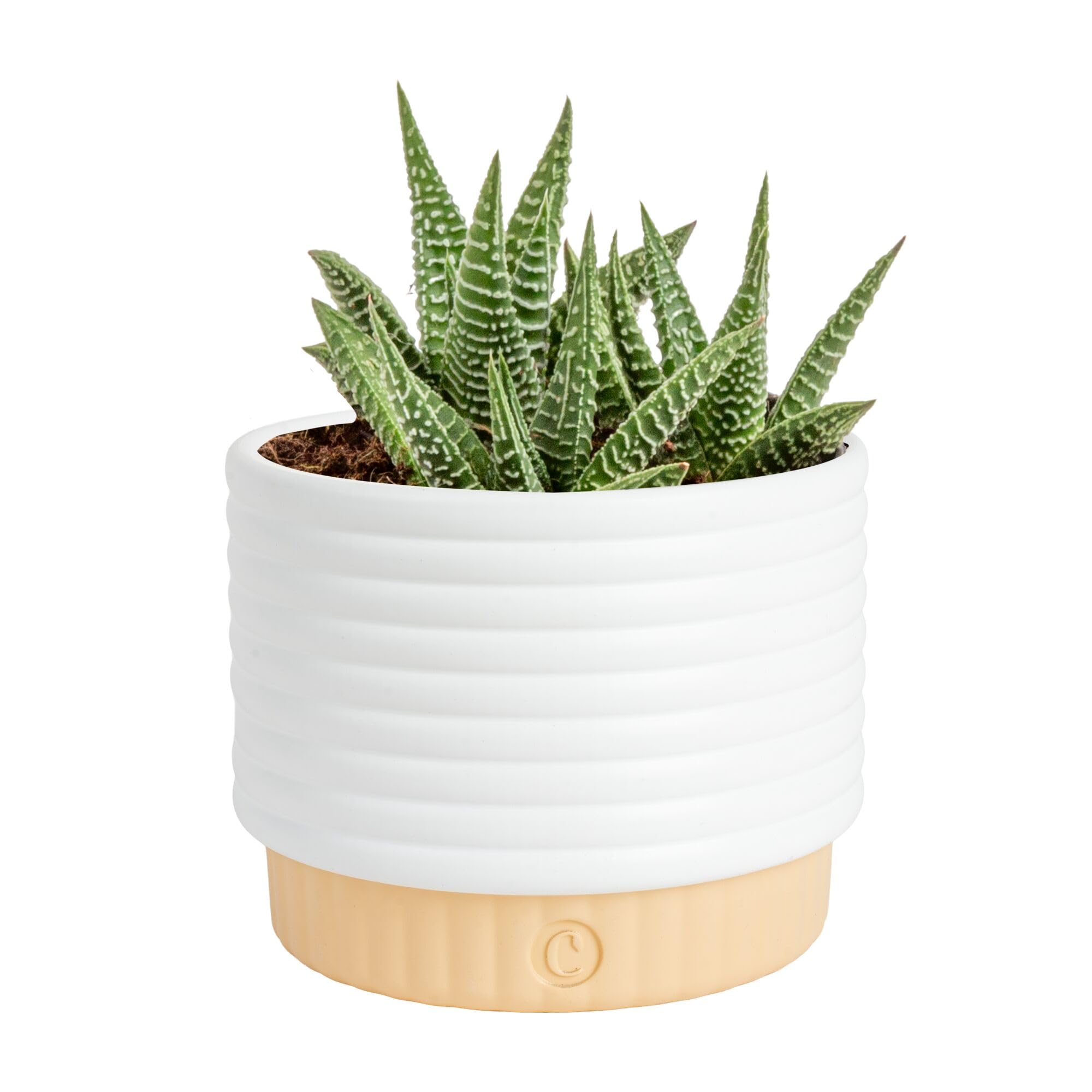 Costa Farms cactus in a ceramic pot, front view