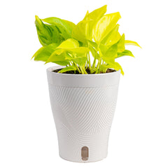 Costa Farms Champs Élysées Pothos indoor plant front view with vibrant lime-green leaves