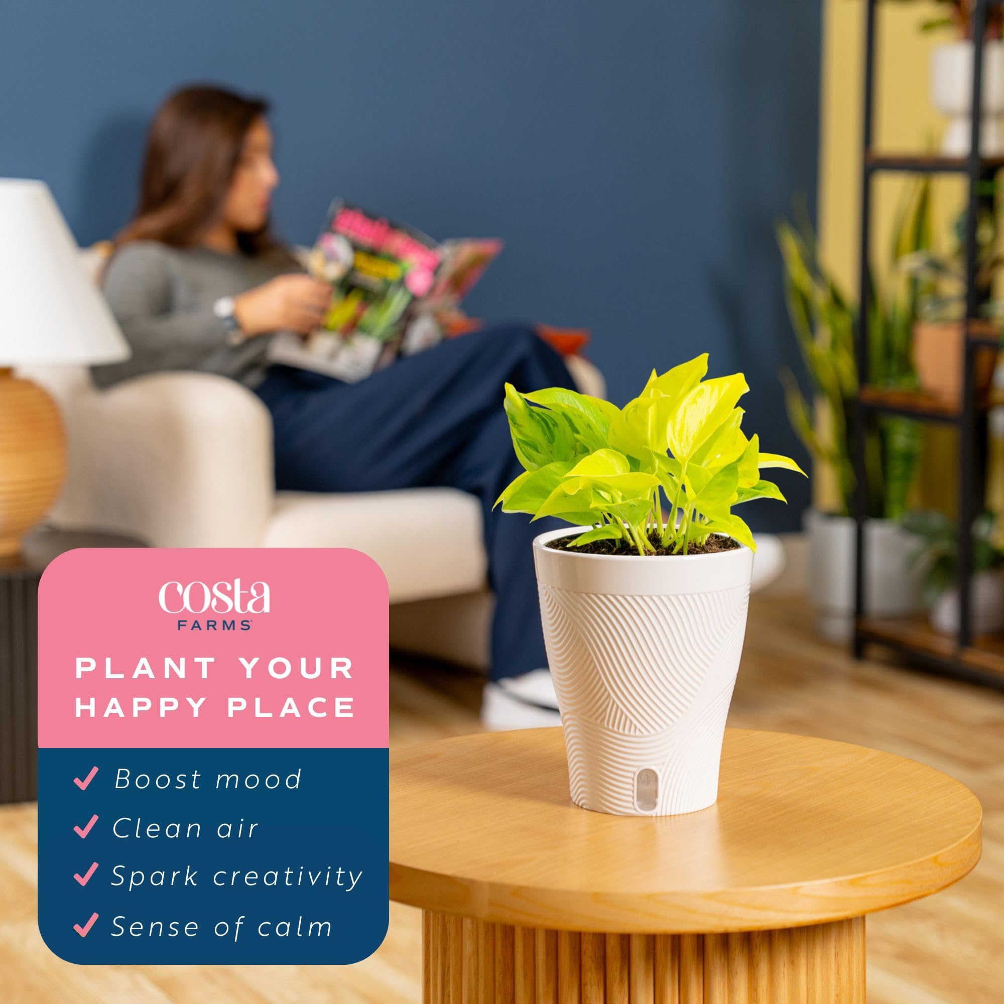 Costa Farms Champs Élysées Pothos plant in a modern indoor setting