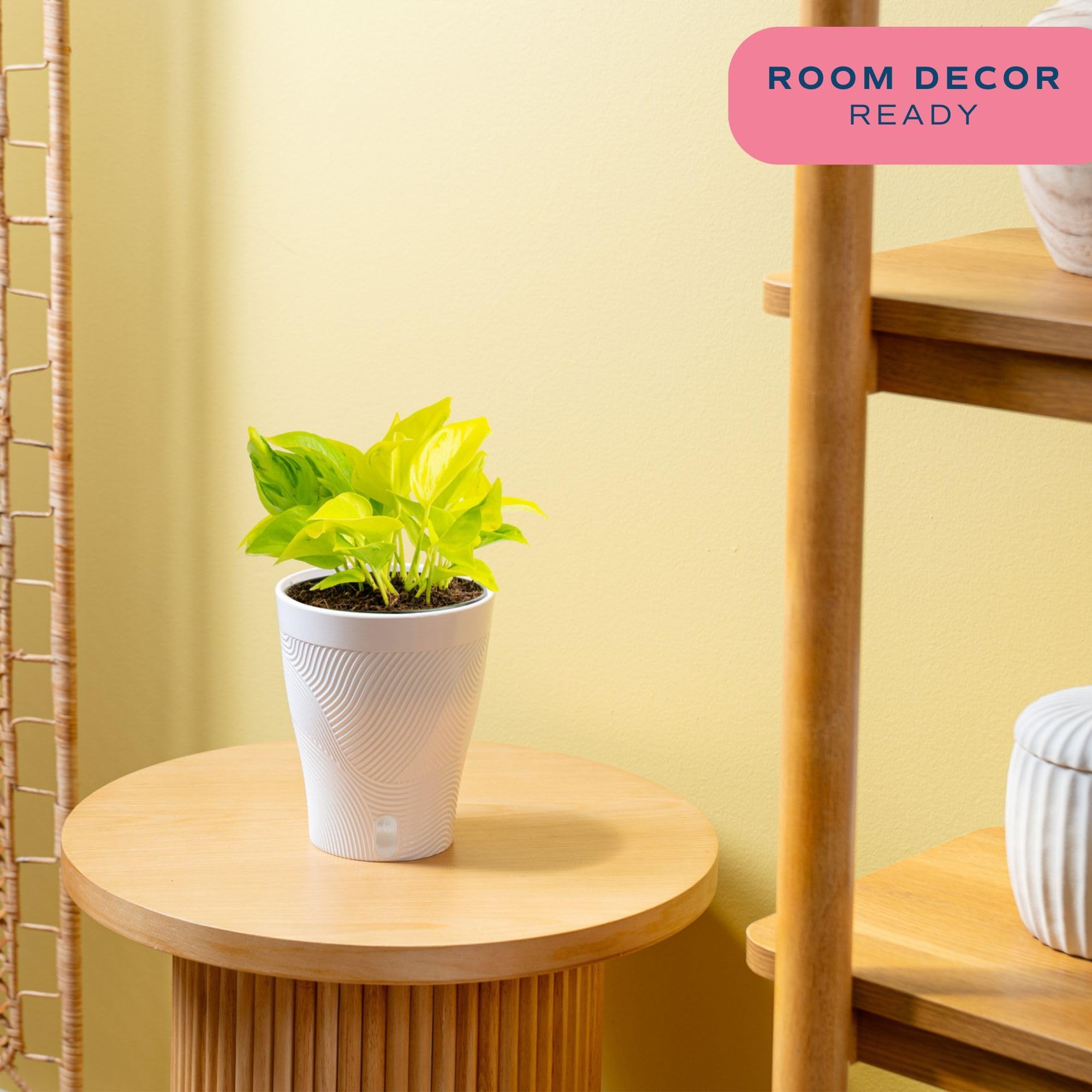 Costa Farms Champs Élysées Pothos plant in decorative pot with trailing vines