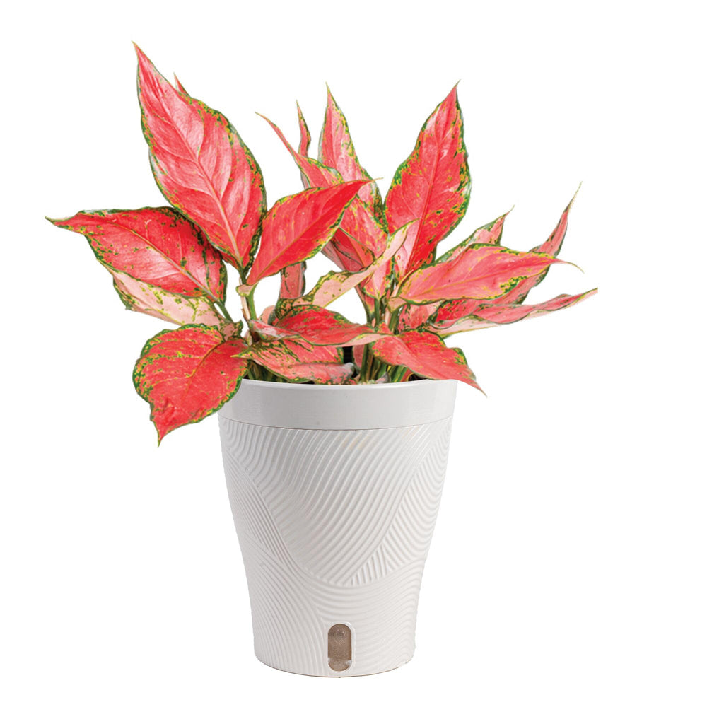 Costa Farms Chinese Evergreen live indoor plant in ceramic pot