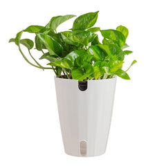 Costa Farms Global Green Pothos plant in a 5-inch pot front view