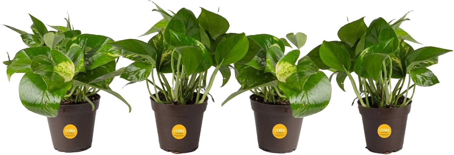 Costa Farms Golden Pothos 4-pack vibrant live plants in grow pots