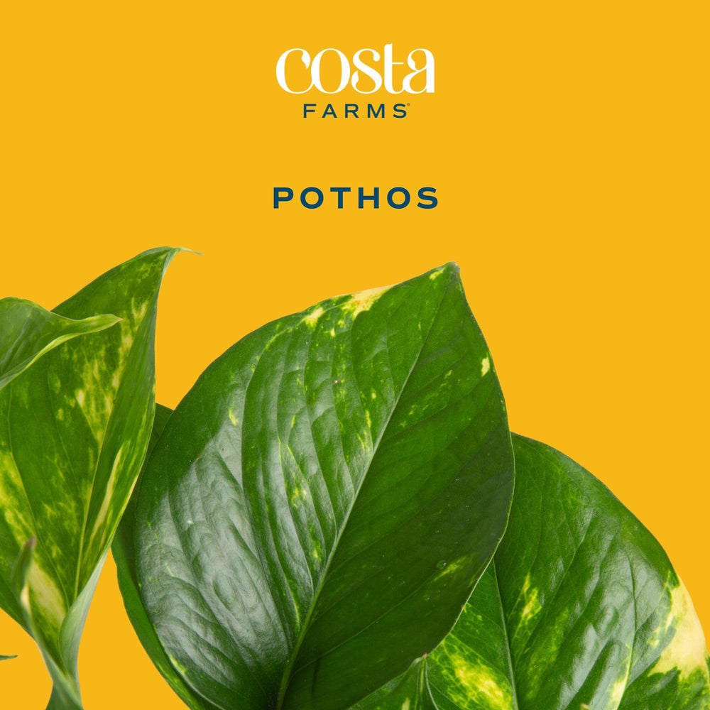 Costa Farms Golden Pothos arranged on a shelf