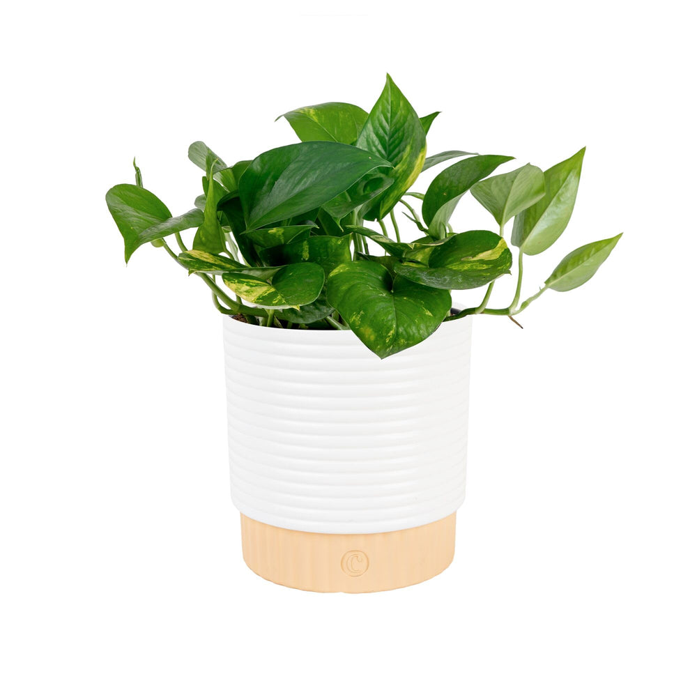 Costa Farms Golden Pothos indoor plant with heart-shaped leaves